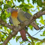 Hikayat Si Bujang : Asal Mula Burung Punai