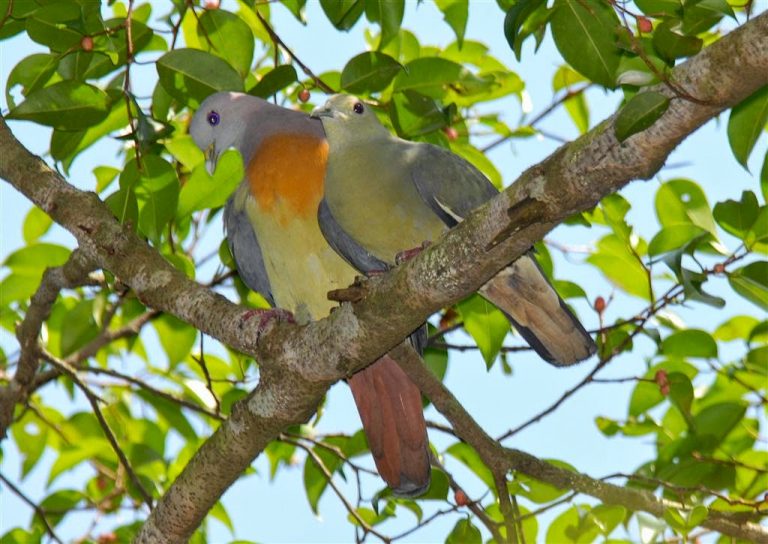 Hikayat Si Bujang : Asal Mula Burung Punai