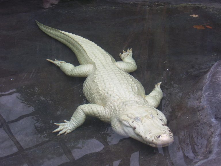 Legenda Buaya Putih Danau Setu Babakan