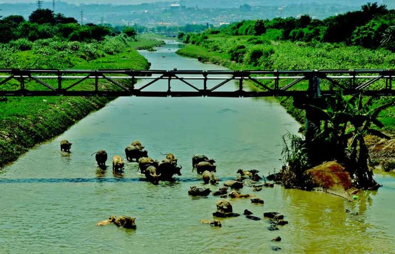 Legenda Sungai Kerbau Keramat