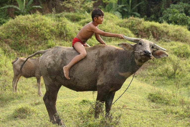 Dongeng Kerbau dan Monyet Yang Licik