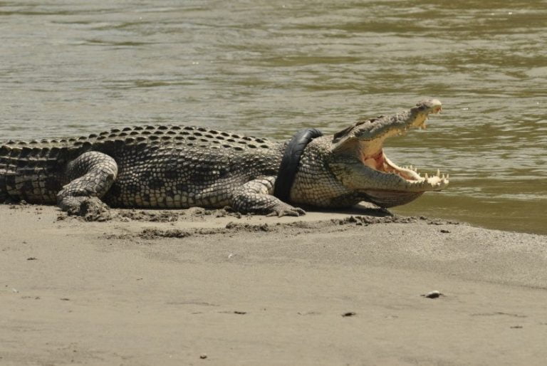 Legenda Asal Usul Sungai Palu – Cerita Rakyat Sulawesi Tengah